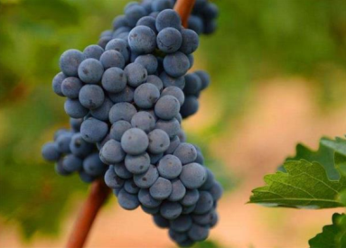 新疆博湖縣2.23萬畝釀酒葡萄喜迎采收季